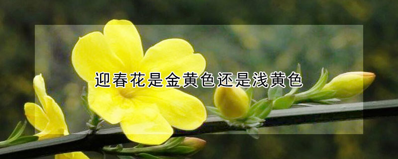 迎春花是金黄色还是浅黄色