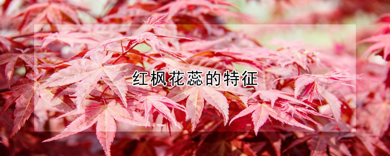 红枫花蕊的特征
