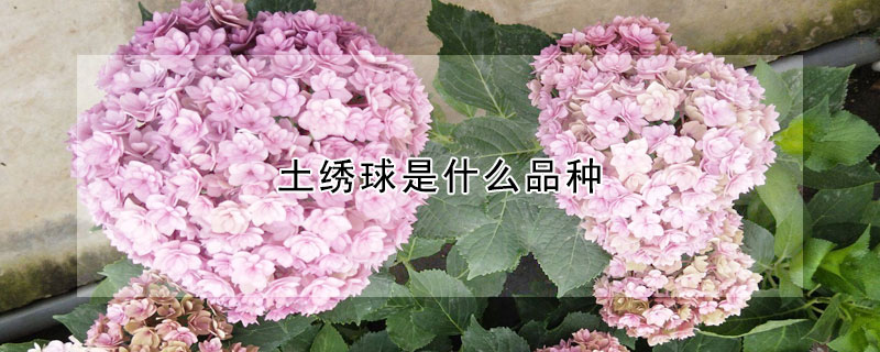 土绣球是什么品种