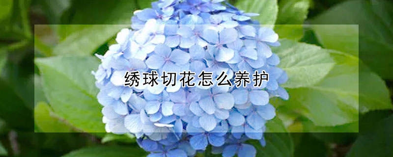 绣球切花怎么养护