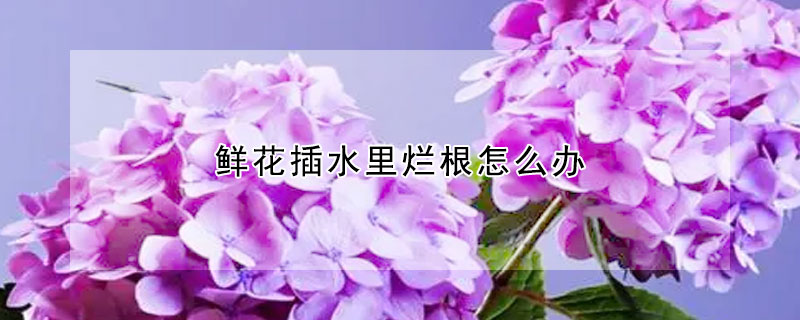 鲜花插水里烂根怎么办