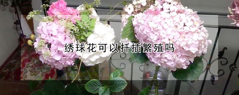 绣球花可以扦插繁殖吗