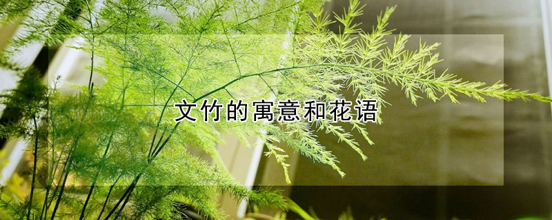 文竹的寓意和花语