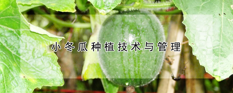 小冬瓜种植技术与管理