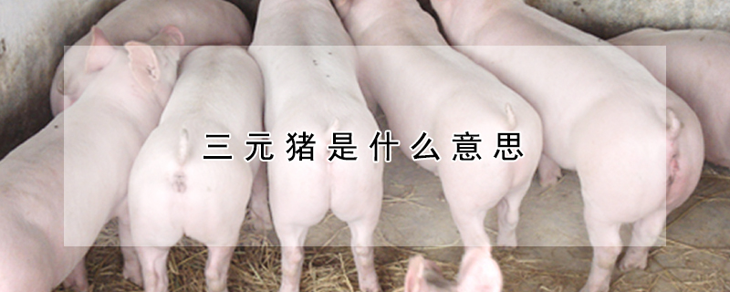 三元猪是什么意思