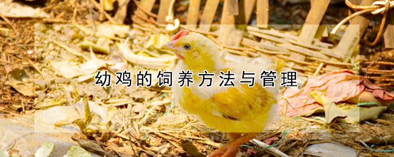 幼鸡的饲养方法与管理