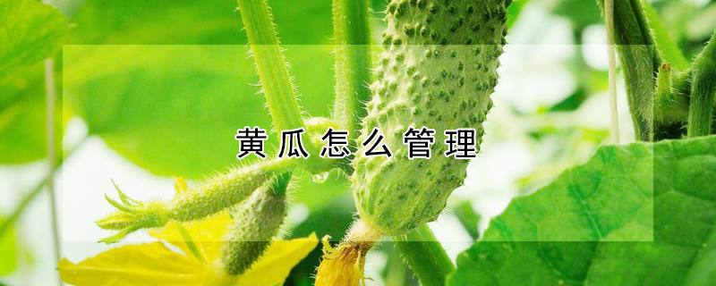 黄瓜怎么管理