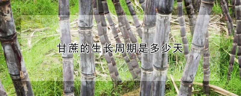 甘蔗的生长周期是多少天