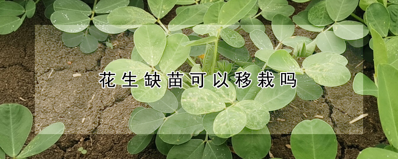 花生缺苗可以移栽吗