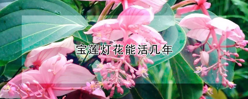 宝莲灯花能活几年