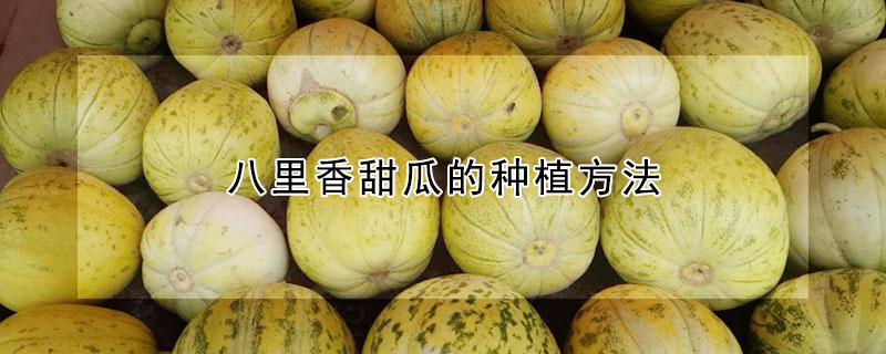 八里香甜瓜的种植方法