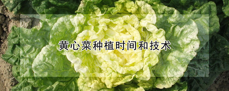 黄心菜种植时间和技术