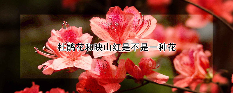 杜鹃花和映山红是不是一种花