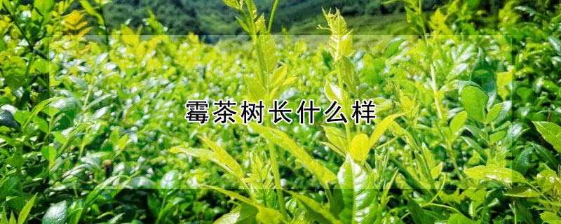 霉茶树长什么样