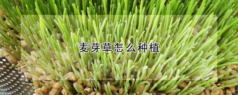 麦芽草怎么种植