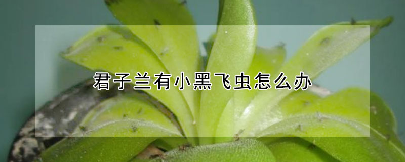 君子兰有小黑飞虫怎么办