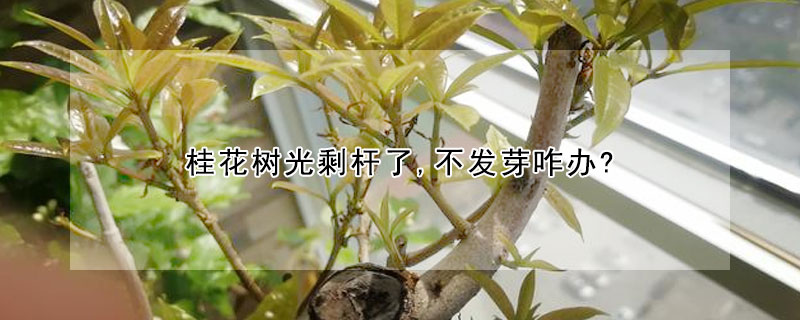 桂花树光剩杆了,不发芽咋办?