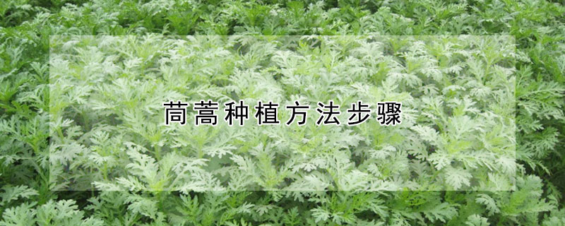 茼蒿种植方法步骤