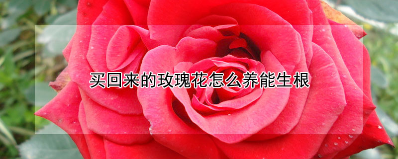 买回来的玫瑰花怎么养能生根