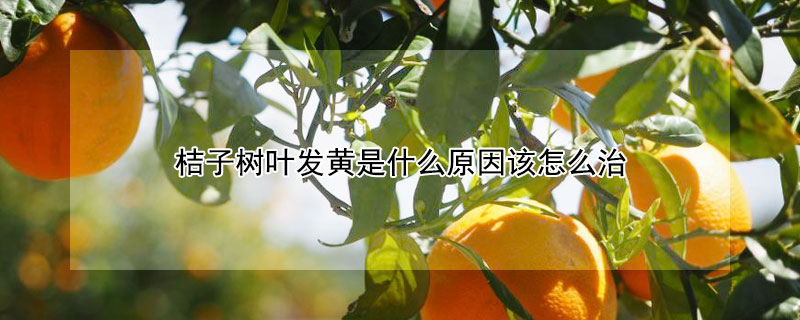 桔子树叶发黄是什么原因该怎么治