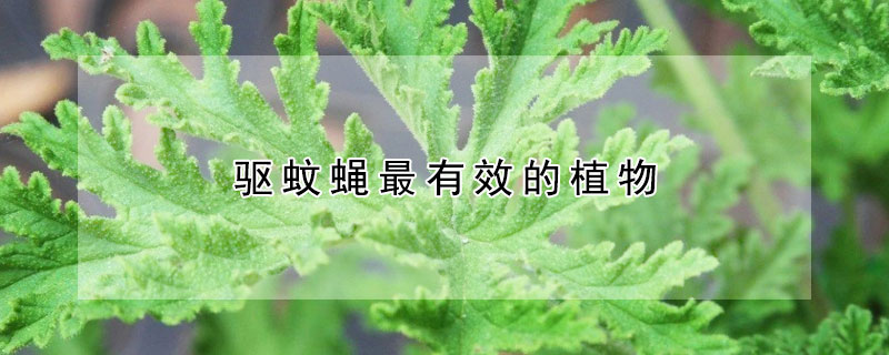 驱蚊蝇最有效的植物