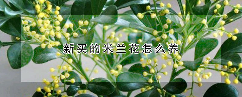 新买的米兰花怎么养