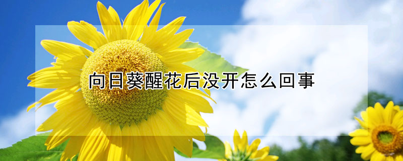 向日葵醒花后没开怎么回事