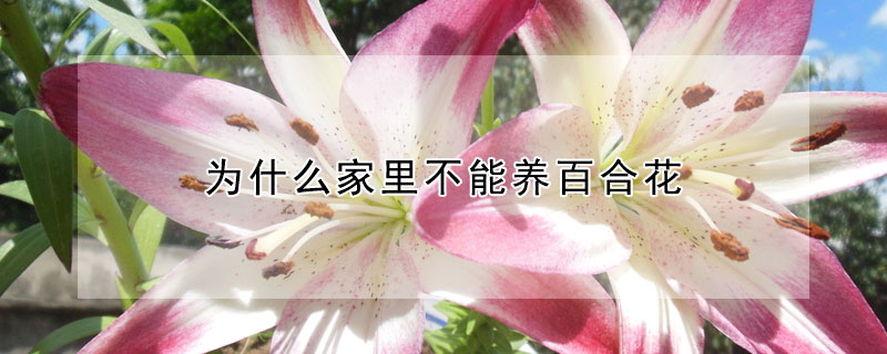 为什么家里不能养百合花