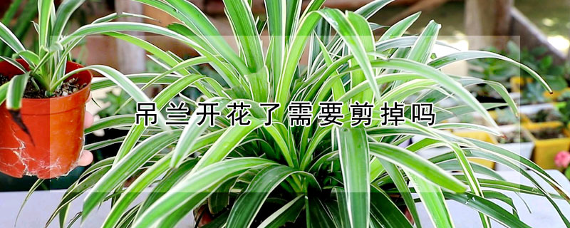 吊兰开花了需要剪掉吗