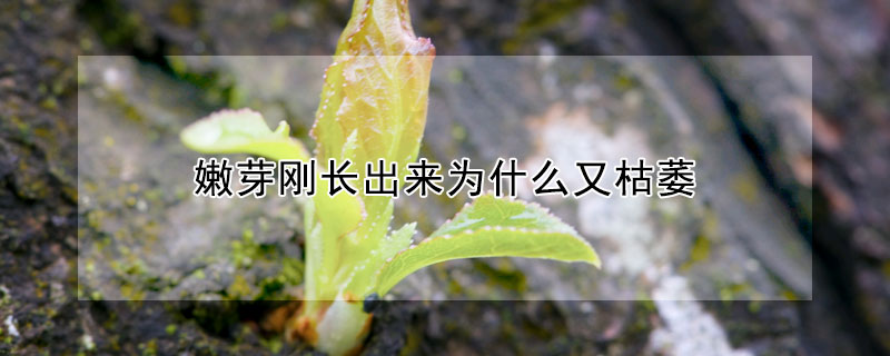 嫩芽刚长出来为什么又枯萎