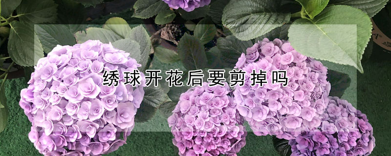 绣球开花后要剪掉吗