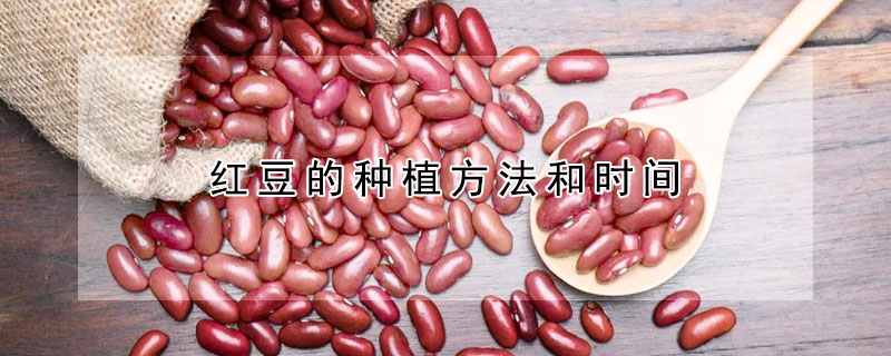 红豆的种植方法和时间