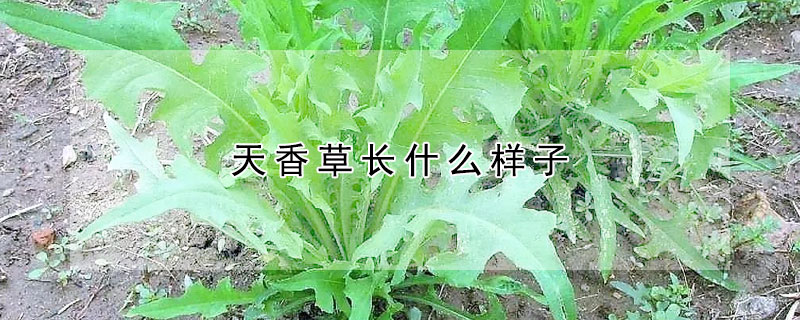 天香草长什么样子