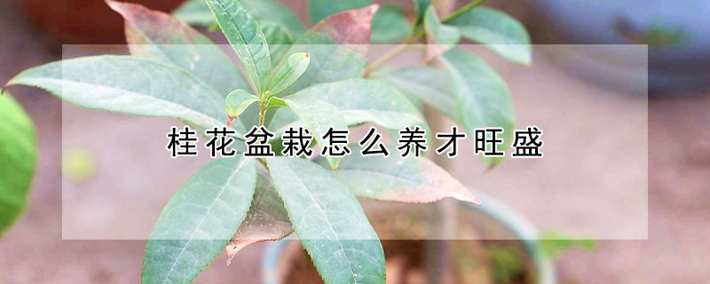 桂花盆栽怎么养才旺盛