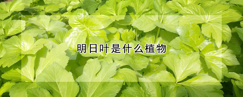 明日叶是什么植物