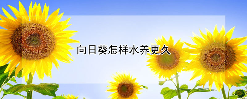 向日葵怎样水养更久