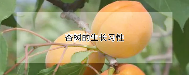 杏树的生长习性