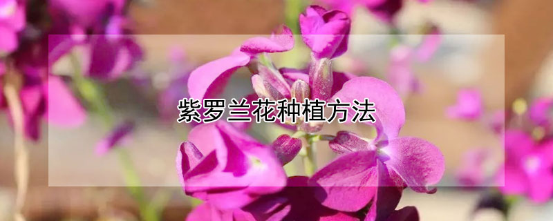 紫罗兰花种植方法