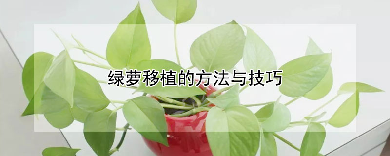 绿萝移植的方法与技巧