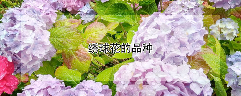 绣球花的品种