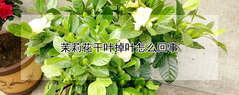 茉莉花干叶掉叶怎么回事