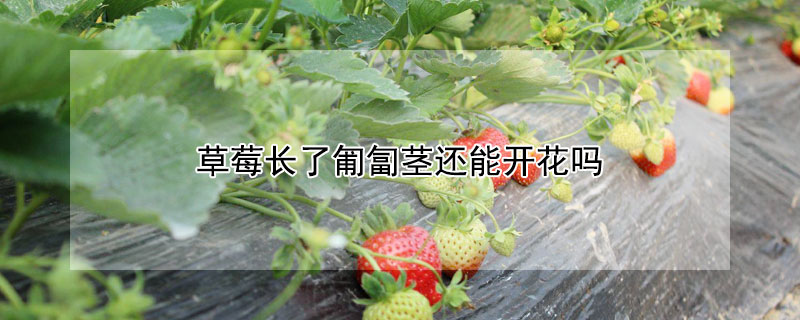 草莓长了匍匐茎还能开花吗