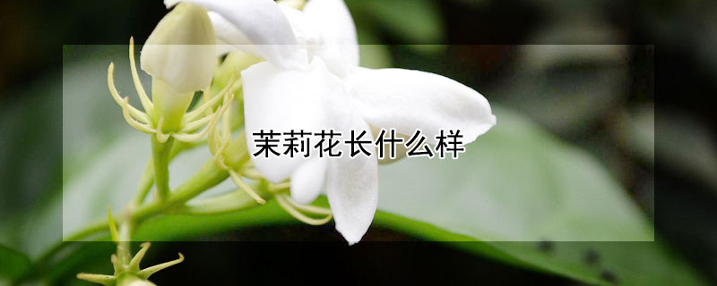 茉莉花长什么样