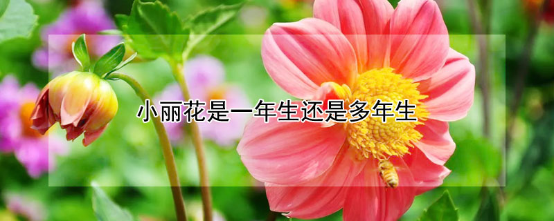 小丽花是一年生还是多年生