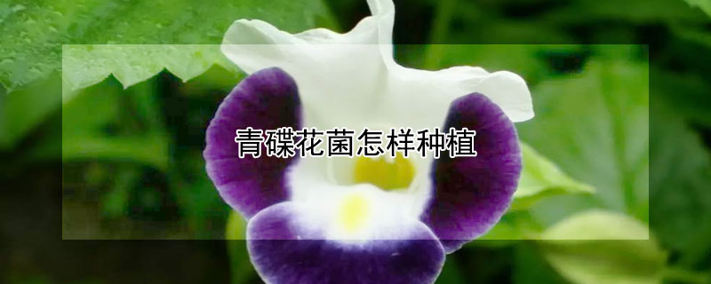 青碟花菌怎样种植