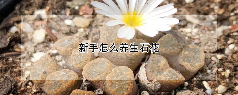 新手怎么养生石花