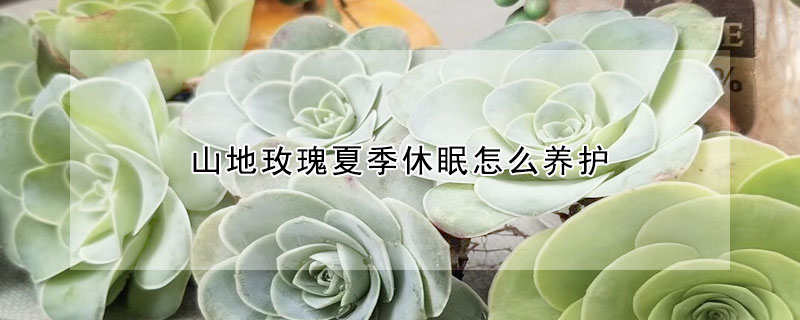 山地玫瑰夏季休眠怎么养护