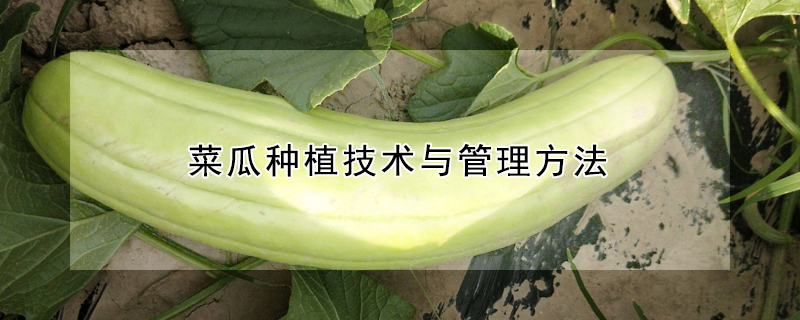 菜瓜种植技术与管理方法