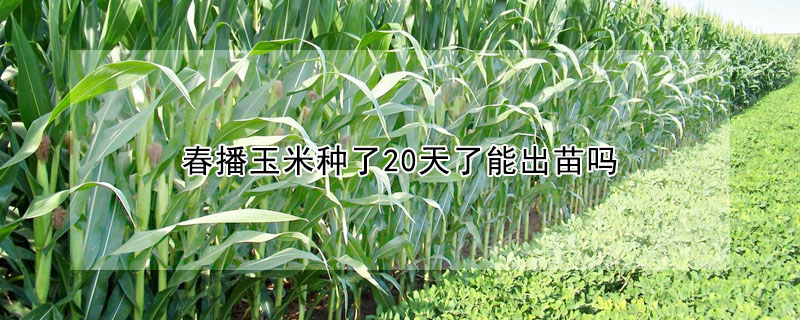 春播玉米种了20天了能出苗吗