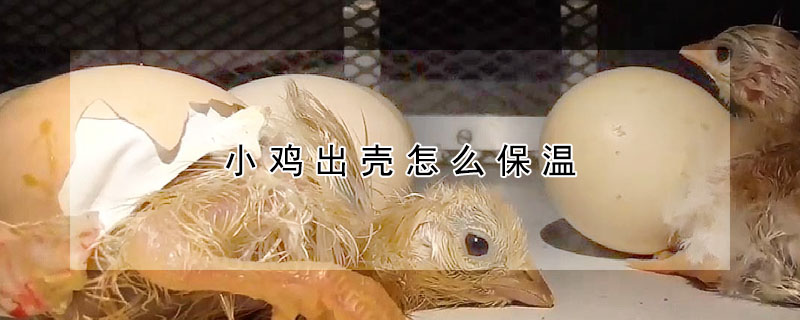 小鸡出壳怎么保温